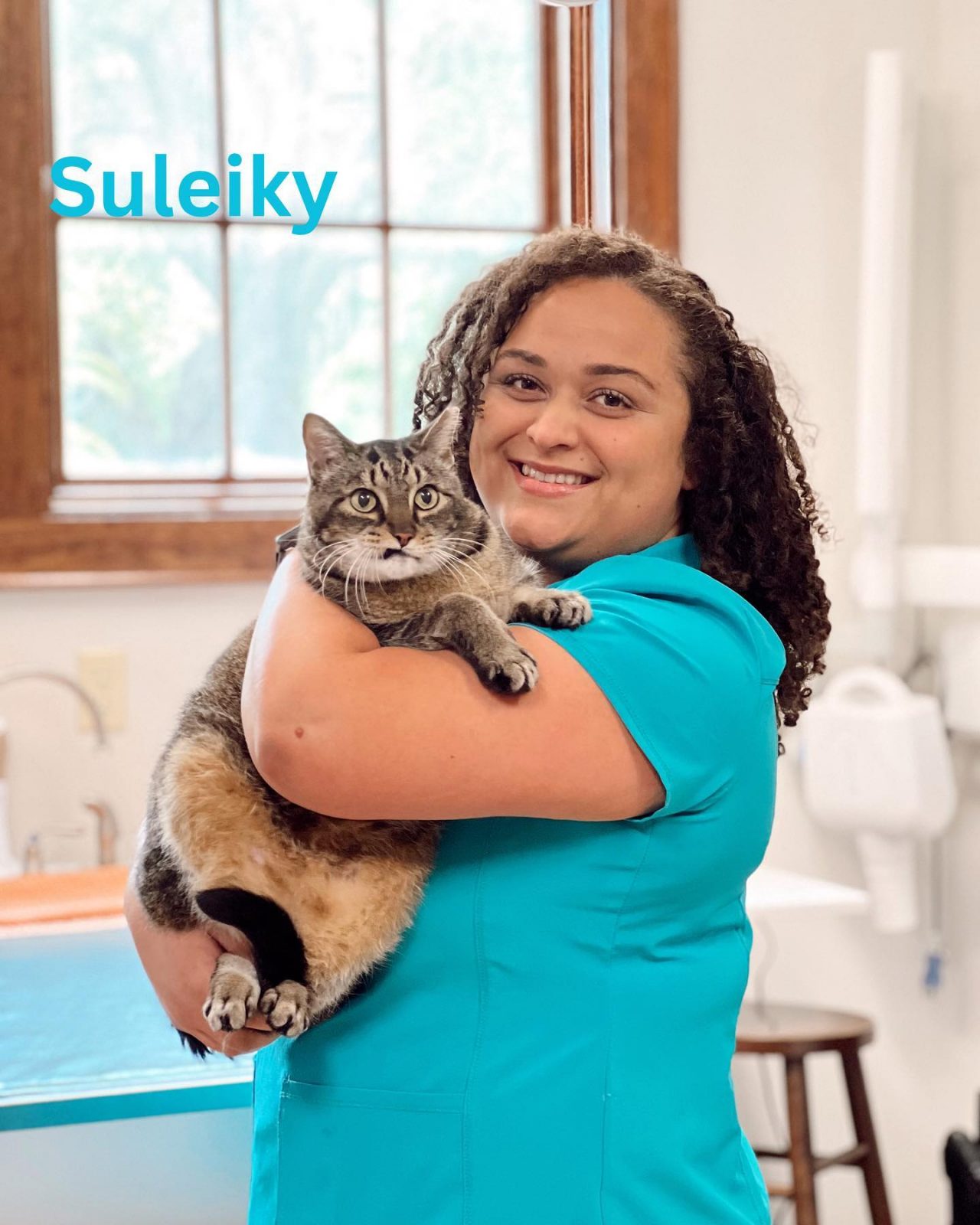 About All Cats Healthcare